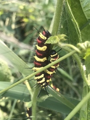 Cethosia cyane