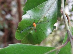 Aurotipula clara