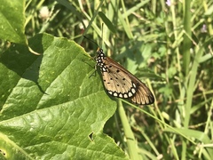 Acraea terpsicore