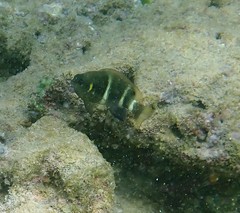 Chrysiptera brownriggii