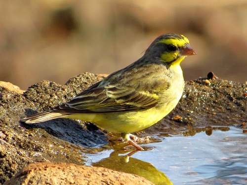 Yellow-fronted Canary