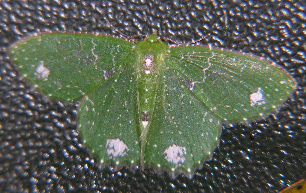 Eucyclodes speciosa