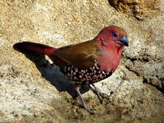 Hypargos margaritatus