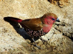 Hypargos margaritatus