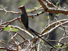 Urocolius indicus transvaalensis