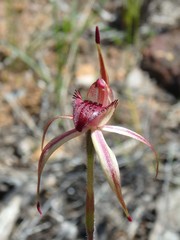 Caladenia insularis