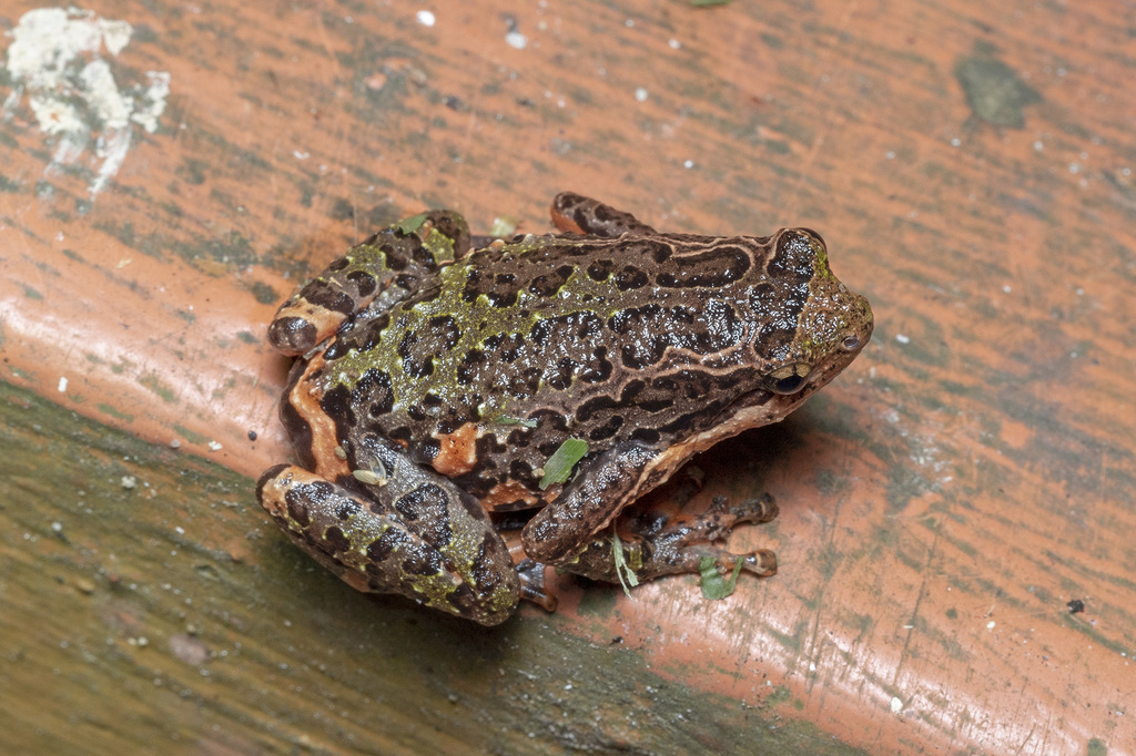 Malacca Frog