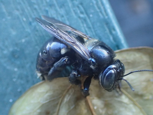 Xylocopa image