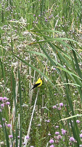 American Goldfinch