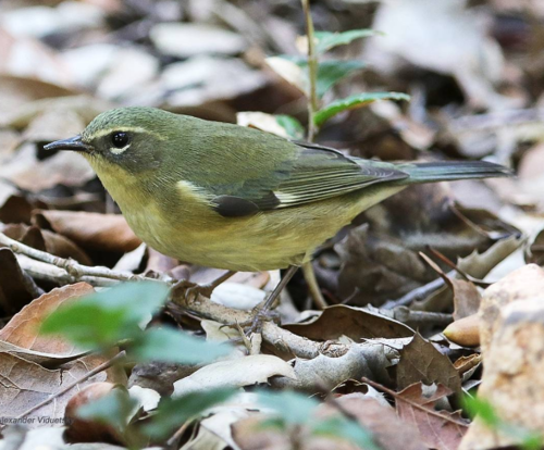 Black-throated Blue Warbler