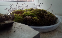 Tortula muralis