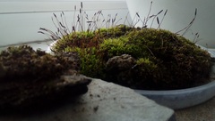 Tortula muralis