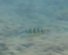Thalassoma jansenii