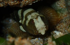 Cryptocentrus leucostictus