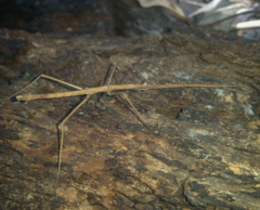 Pachymorpha