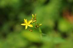 Hypericum montanum