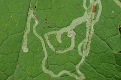 Phytomyza lappae