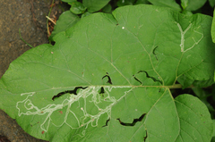 Phytomyza lappae