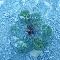 Seseli ponticum