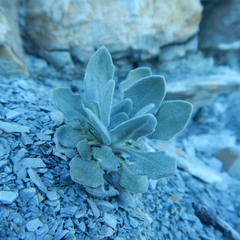 Matthiola odoratissima