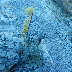 Matthiola odoratissima