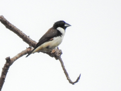 Spermestes fringilloides