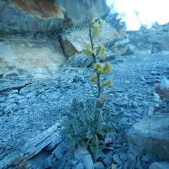 Matthiola odoratissima