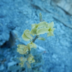 Matthiola odoratissima