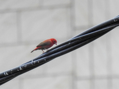 Lagonosticta senegala