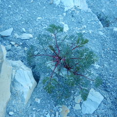Seseli ponticum