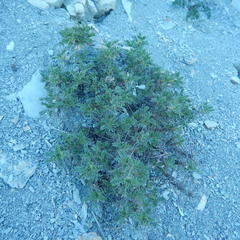 Astragalus arnacantha