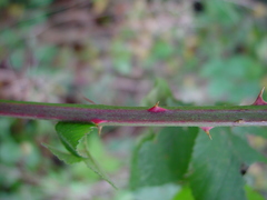 Rubus robiae
