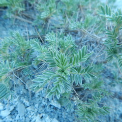 Astragalus arnacantha