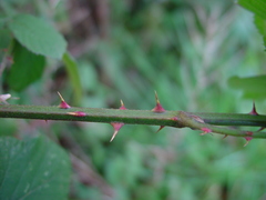 Rubus robiae