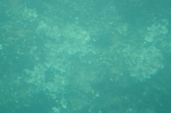 Padina pavonica