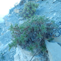 Astragalus arnacantha