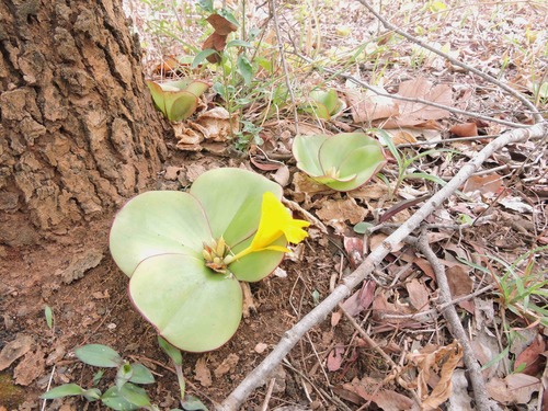 Costus spectabilis