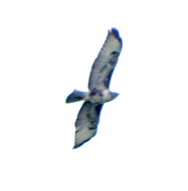 Common Buzzard