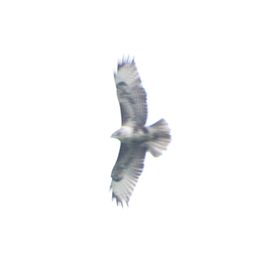 Common Buzzard