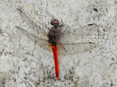 Bradinopyga strachani