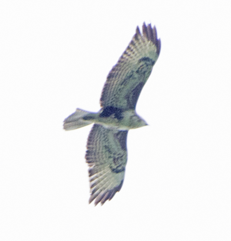 Common Buzzard