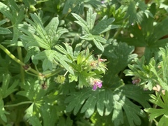 Geranium pusillum