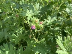 Geranium pusillum