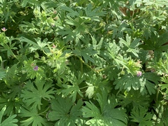 Geranium pusillum