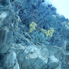 Matthiola odoratissima