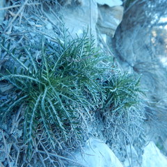 Ptilostemon echinocephalus