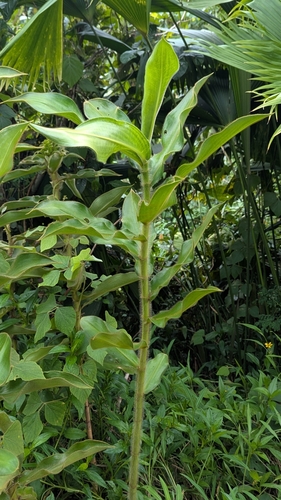 Costus villosissimus, photograph 1