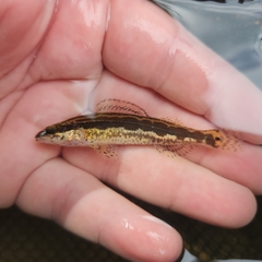 Frecklebelly Darter photo 3