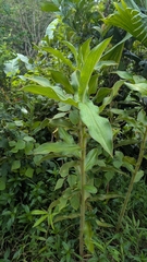 (c) Emmett Collins-Sussman, some rights reserved (CC BY) Costus villosissimus, photograph (c) Emmett Collins-Sussman, some rights reserved (CC BY)