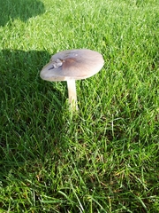 Volvopluteus gloiocephalus